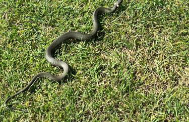 Ferienhaus unter Reet im Heidedorf Sankt Dionys bei Lüneburg - Foto 11
