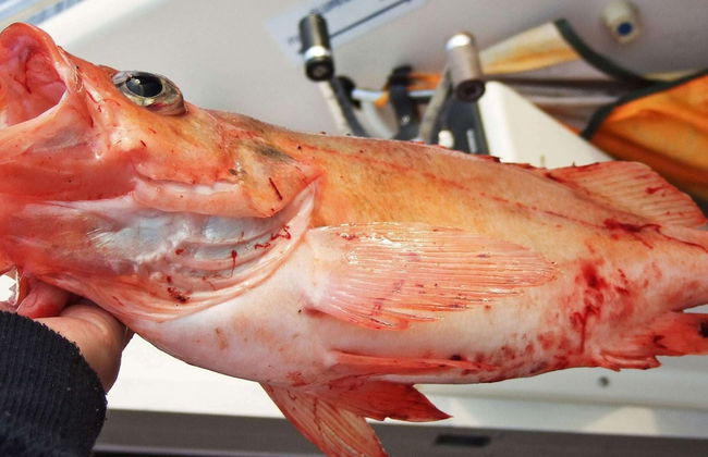 Holiday Home in Rebbenes - Foto 26