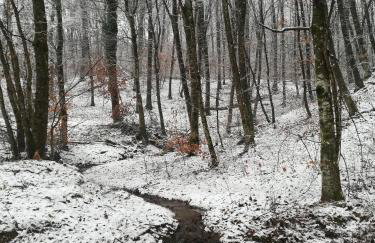 ČAROBNA ŠUMA ***(magic forest) - Foto 37