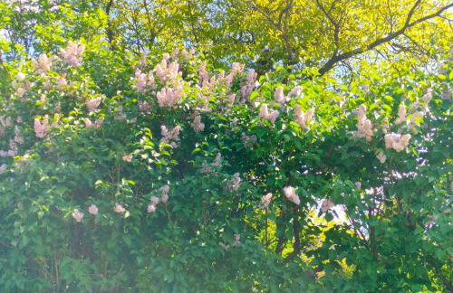 Domek Mordarka - Foto 27