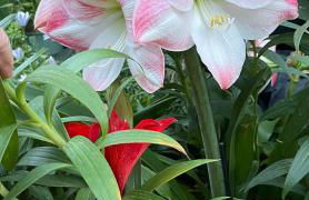 Figueres Center - Foto 50