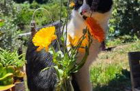 Nature Sanctuary, a semi-detached house on an ecological & sustainable farm - Foto 37