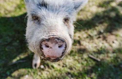 Agriturismo Il Canto delle rane - Photo 57