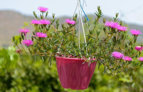 Platipodi stone house - Photo 19