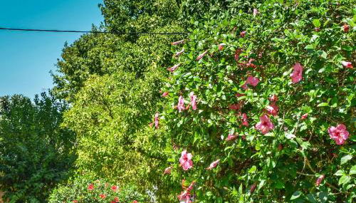 Heliópolis I - Foto 1