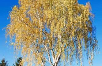 Olszyna Pod Brzozą - Foto 54