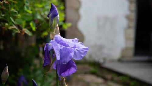 Charmante petite maison de pays à 200 m du Golfe - Foto 2, Garden, Garden view