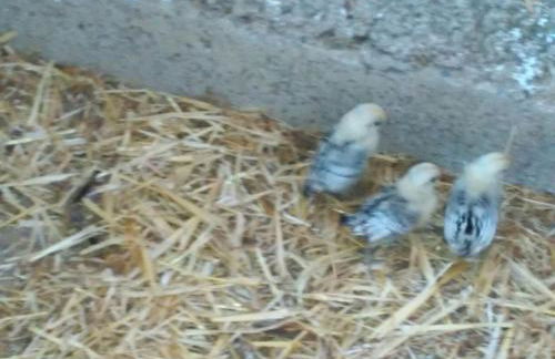 Alojamientos Rurales la Loma - Foto 43