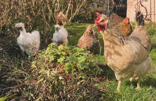 Lower Godney Little House - Foto 21