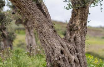 Tenute Piazza Countryhouse - Foto 40