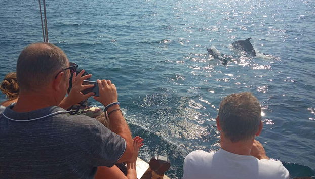 Golfinhos no Golfo de Arta