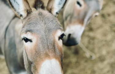 Il Poggio della Luna - Foto 26
