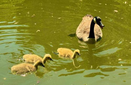 Sunridge Fishing Lodge with Hot Tub & Giant Cinema - Foto 70