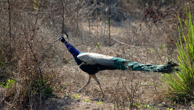 Ausflug nach Bharatpur (54 km) - Private Tour - Foto 2