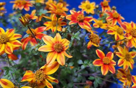 El patio azul Bohemio Mágico - Foto 7