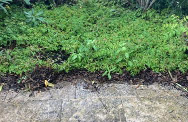 Saint laurent de la cabrerisse Rivière proche Lagrasse - Foto 12