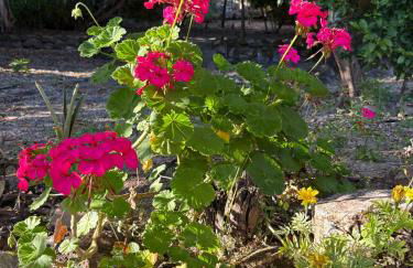 Casa de roça - Foto 55