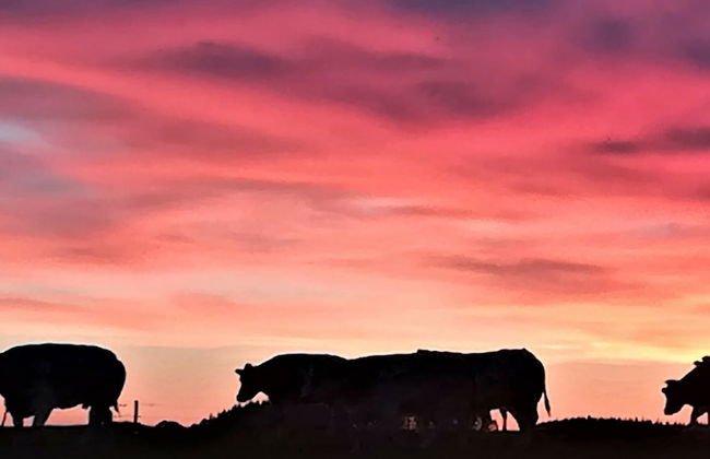 Libramont Stone Garden Haven - Photo 36