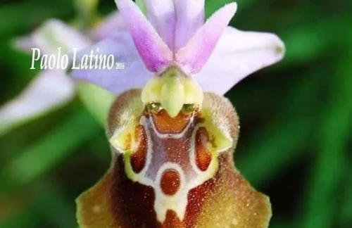 Olive&Sea Villa-OLIVE - Foto 42