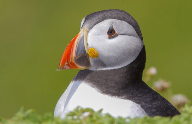 Forest Park HH No 4 - Foto 16