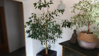 Gästewohnung in Algermissen - Foto 4