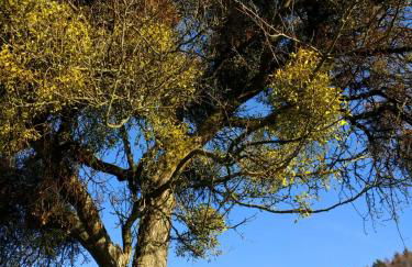 Odenwald-Lodge mit Infrarotsauna und E-Ladestation im Naturpark Odenwald "Haus Himmelblau" - Foto 20