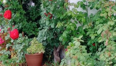 Cortijo Rural Buenavista Montefrio - Foto 2