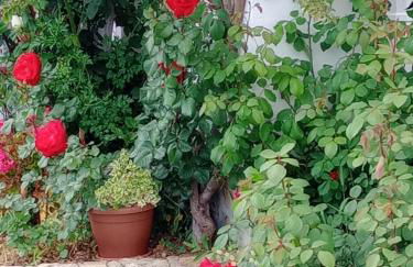 Cortijo Rural Buenavista Montefrio - Foto 2