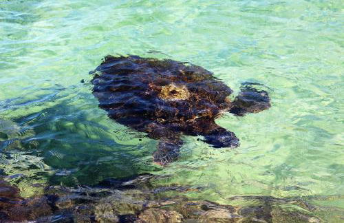 Maluhia Kahakai 2 Bedroom Condo by RedAwning - Foto 64