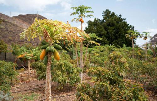 Finca Ecológica Quinta Los Tizones - Foto 64