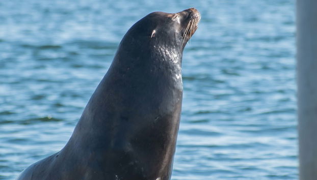 Kayak avec des otaries à Marina del Rey