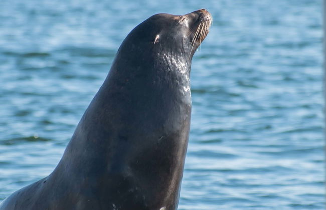 Kayak con leones marinos en Marina del Rey - Foto 8