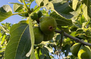 Agriturismo Casale Sasso - Foto 6