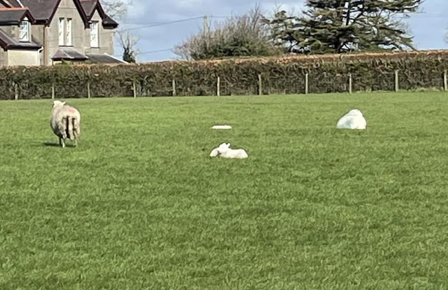 Lovely 3-bed Apartment nr Caernarfon - Photo 24