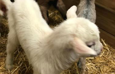 Agritur Maso Piasina - Photo 34