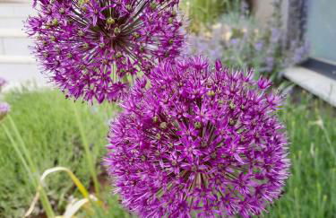 Ferienwohnung Am Eifelsteig, Golbach - Foto 24