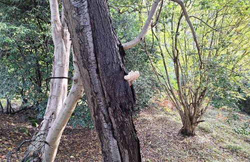 Ryan's Cottage - Photo 72