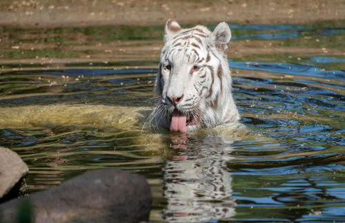 Luxuszelt im Serengeti Park - Photo 19