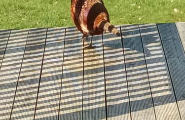 Birch Lodge, Pitlandie - Luxury 2 Bedroom Lodge with Sauna - Photo 36