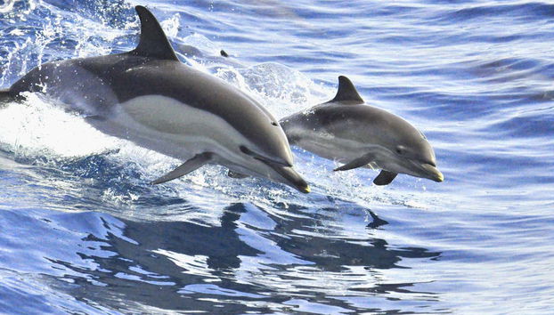 Giro in catamarano di 5 ore con avvistamento e ascolto di cetacei - Foto 4