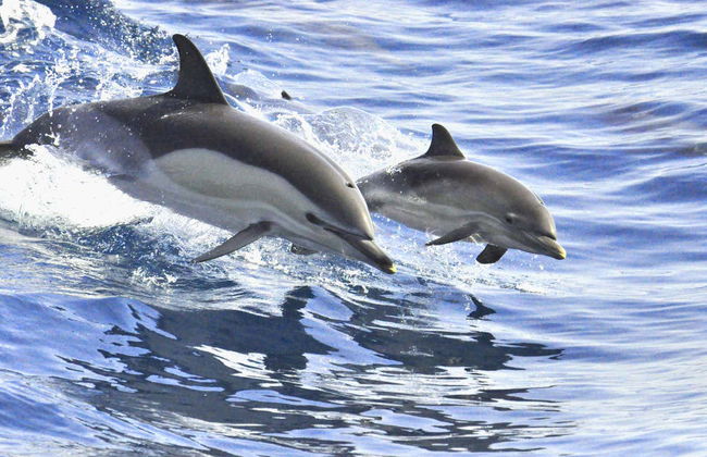 Giro in catamarano di 5 ore con avvistamento e ascolto di cetacei - Foto 4