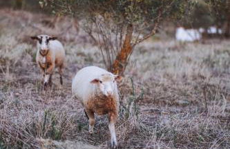 Monte do Pomar - Foto 25