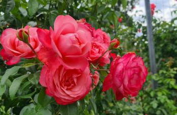 Gästehaus zum Rosengarten - Photo 49