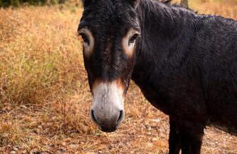 Scappo in Umbria, Collefiorito - Foto 29