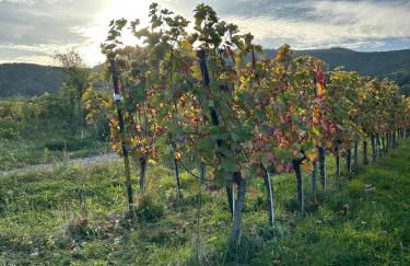 Pfälzer Traumblick - Foto 10