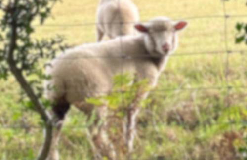 Broad Mead - Foto 26