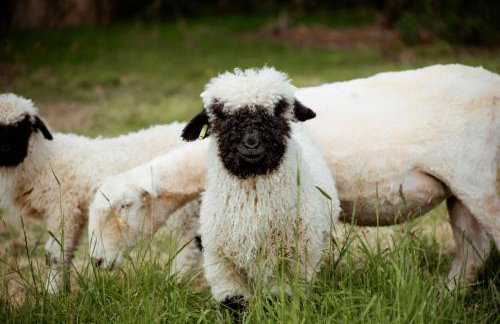 Orchard Cottage - Rudge Farm Cottages - Foto 8