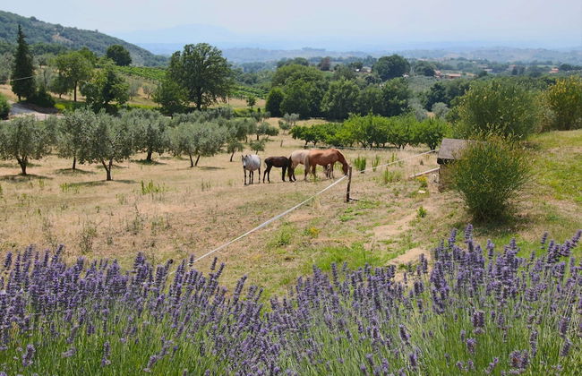 Farmhouse in Casperia With Pool & Scenic Views - Foto 37
