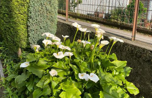 Villa Rosi - Foto 17