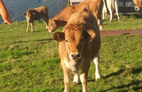Ustou Guzet neige, appartement de 32 M2 avec balcon dans les Pyrénées aux pieds des pistes - Foto 27